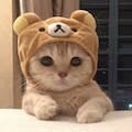 測試多方案
